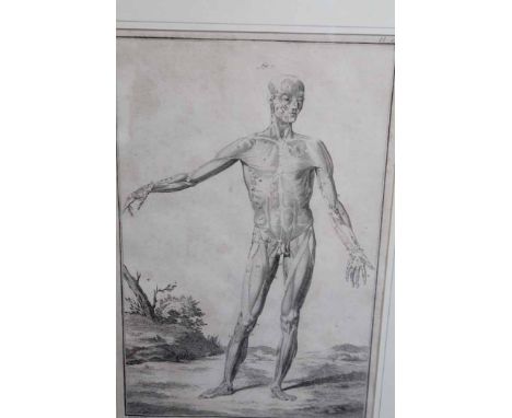 FRENCH LATE 18TH CENTURY
'ANATOMIE' PLATE FROM THE ENCYCLOPÉDIE EDITED BY DIDEROT AND D'ALEMBERT, PARIS 1777
(form the Encycl