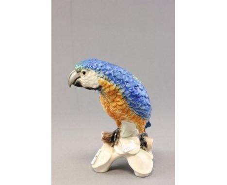Large Goebel Parrot