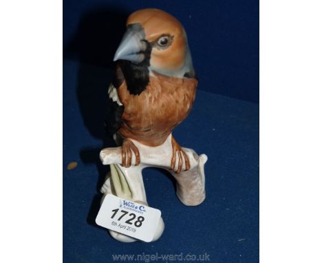 A Goebel Hawfinch