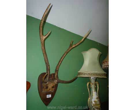 A pair light deer Antlers.