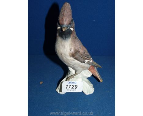 A Goebel Waxwing