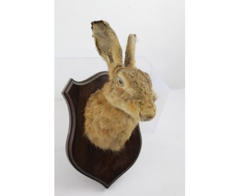 A HARE MASK, mounted on a mahogany shield, bears label verso "A C Roberts, Taxidermist, Worcester", 25cm high 
