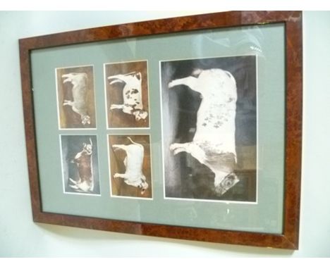 TWO FRAMES OF COLOUR PRINTS, depicting various cattle breeds to include Longhorn, Brahman, Highland etc., in all seven images
