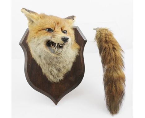 CHARLES AMERRY A FOX MASK mounted on an oak shield, faintly impressed verso "Charles Amerry, Taxidermist, Leamington Spa, tog