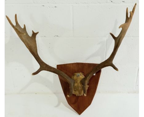 A Vintage Fallow deer skull cap and antlers on a sheild shape mount, 70cm wide.