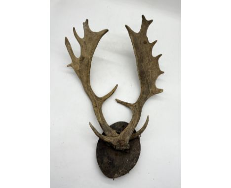 A vintage set of red deer antlers on wooden shield mount