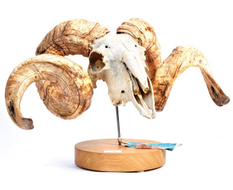 Natural History &amp; Taxidermy - Ovis Aries Swaledale Breed Sheep - A taxidermy study of a Swaledale Sheep / Rams head with 