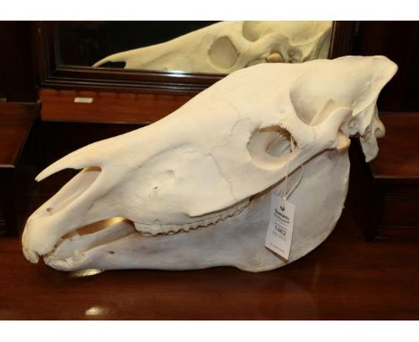 Skulls/Anatomy: Burchell's Zebra Skull (Equus quagga), modern, complete bleached skull, 53cm by 28cm 