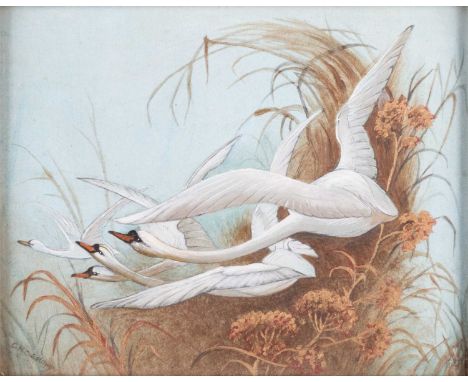 CHARLES HENRY CLIFFORD BALDWYN (1859-1943) SWANS IN FLIGHT  SignedWatercolour with gold penBaldwyn was an artist for Royal Wo