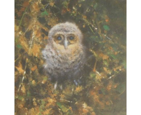 David Shepherd (1931-2017). Baby Tawny, artist signed limited edition print, 1375/1500, 15cm x 15cm, No Leopard Cub with cert