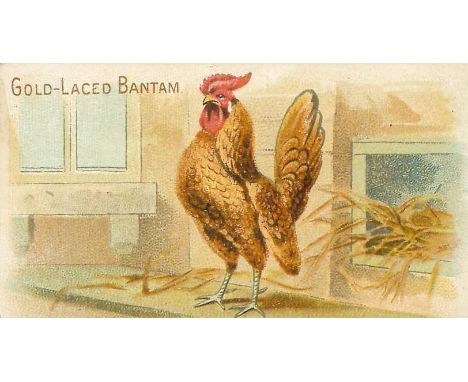 ALLEN &amp; GINTER, Prize &amp; Game Chickens, Gold-Laced Bantam, VG