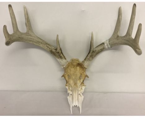 A white tailed deer skull and antlers.  Total  width approx. 48.5cm.