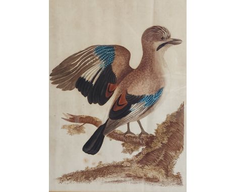 William Hayes, Gabriel Smith, Natural History Of British Birds, study of a Jay, hand coloured etching, 43cms x 32cms together