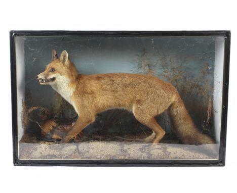 A taxidermy of a fox shown claiming a pheasant as prey. Inside a glass and wooden case, 100cm x 63cm x 28cm.