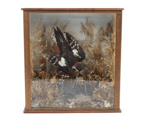 A taxidermy of a spotted woodpecker in glass fronted case. Woodpecker shown in diving position amongst foliage, 34cm x 37cm x