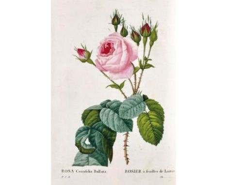 Redoute,P.J.: Les Roses. Décrites par C.A.Thorry. Paris, Panckoucke, 1824(-26). Gr.8°. Mit 152 (statt 160) Farbstichtafeln mi