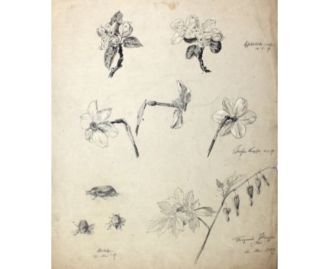 Wintzer, Richard: (1866 Nauendorf bei Halle - Berlin 1952). 9 Bl. mit Pflanzen- u. Tierstudien. Tls. weiß gehöhte Kohle- u. t