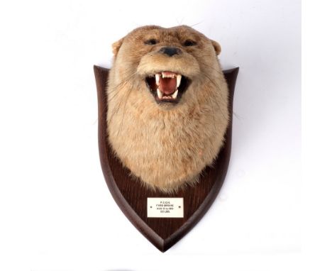 A taxidermy otter mask on a shield-shaped mount by P Spicer & Sons., Leamington, the plaque engraved 'PCOH Ford Bridge Aug 13