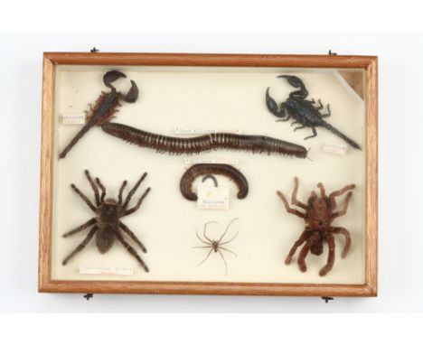 Coleoptera, Cicadeodea, Aracnid and Phasmatodea Interest: three cased specimin collections containing Stick Insects, Scorpion