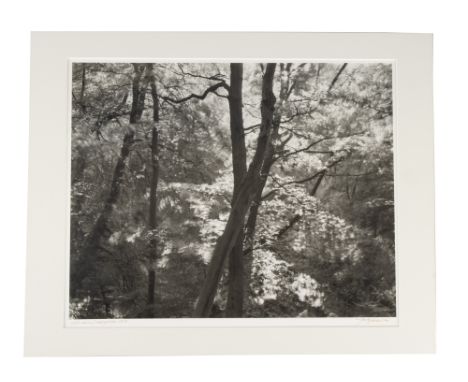 JOHN BLAKEMORE (1936- ), Wind Series Derbyshire 1978, large vintage gelatin silver print, titled, signed and dated by the pho