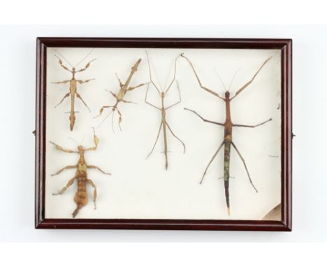 Coleoptera, Cicadeodea and Phasmatodea Interest: three cased specimin sets of stick insects, lucusts, cicada and beetles, mos