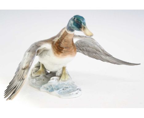 Fritz Heidenreich (1895-1966) for Rosenthal - a glazed ceramic model of a Duck with flapping wings, on naturalistically model