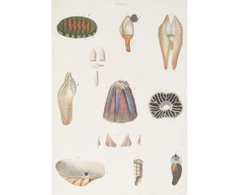 BROOKES, Samuel. An Introduction to the Study of Conchology: Including Observations on the Linnaean Genera, and on the Arrang