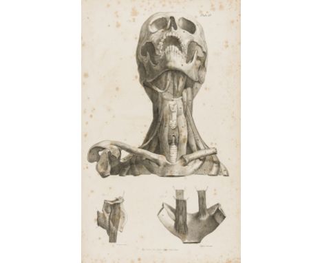 Anatomy.- Quain (Jones) The Muscles of the Human Body; in a Series of Plates, first edition, lithographed frontispiece and 50