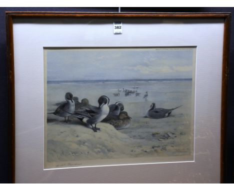 Archibald Thorburn (1860-1935)
'Pintail Ducks on Beach'
Artists signed print in pencil lower left, 32 x 42cm