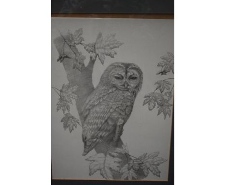 A framed and glazed print of a pencil sketch depicting an owl.