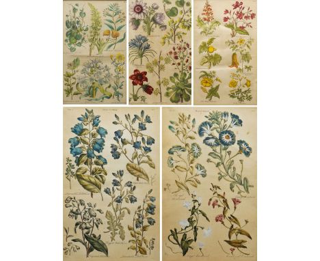 John Hill (English 1716-1775): Botanical and Floral Studies, set of five 18th century etchings and engravings with hand-colou