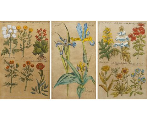 Johann Theodor de Bry (German 1561-1623): Botanical Studies, pair of 17th century etchings or engravings with hand-colouring 