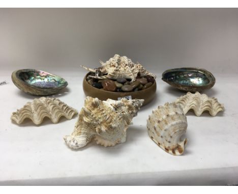 A collection of polished stones and sea shells