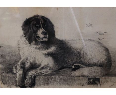 A pencil sketch of a Newfoundland , after Landseer&nbsp;