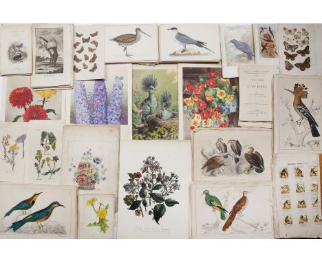 Natural History:- Botanical, birds, etc., mainly disbound plates, primarily 19th century from Anne Pratt; Edward Hulme; Lena 